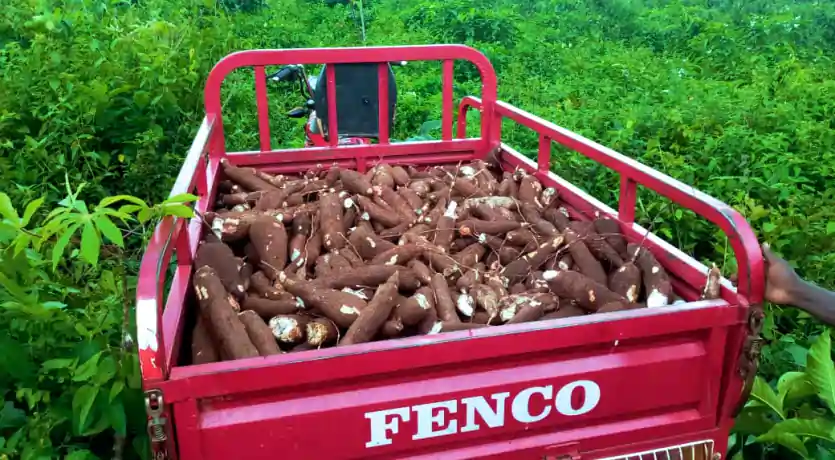 Cassava Harvest