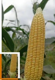 Maize Field
