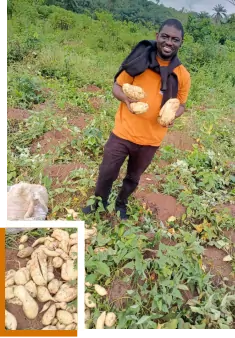 Sweet Potatoes