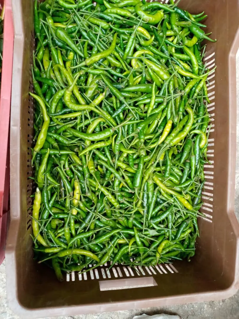 Pepper