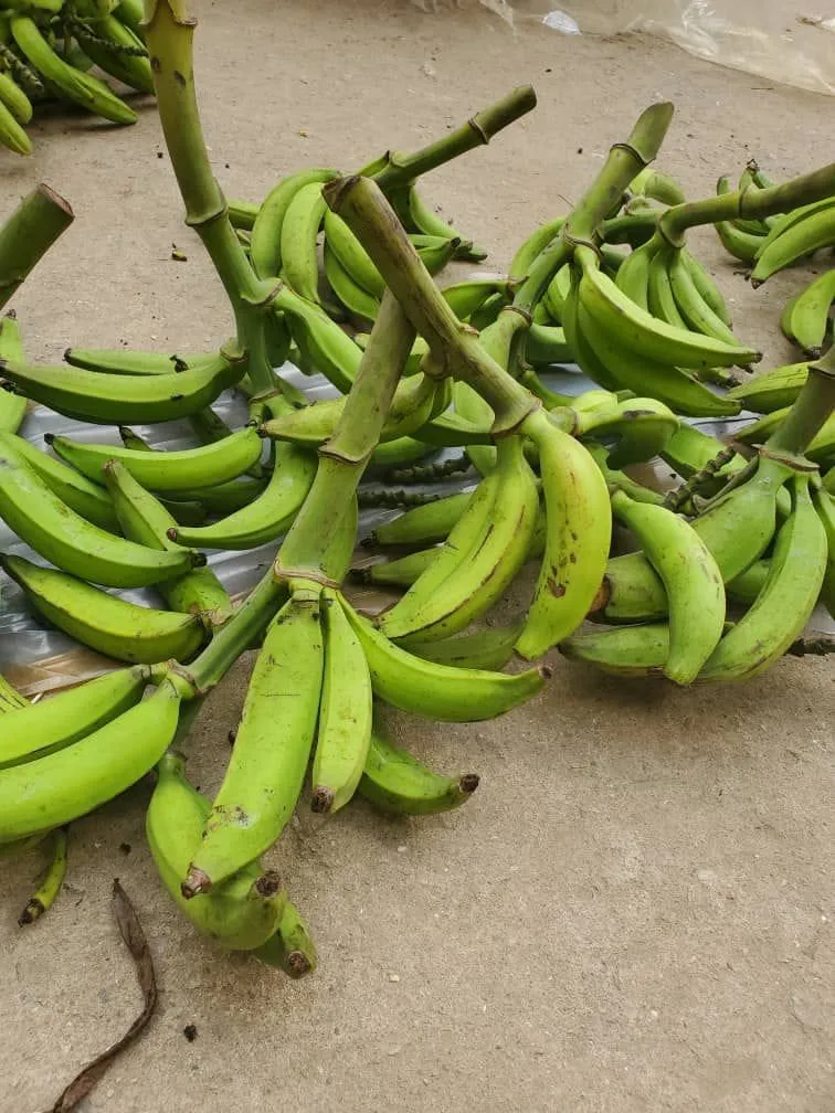 Plantain