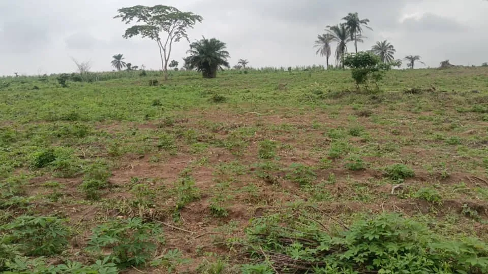 GBI Farm Estate aerial view