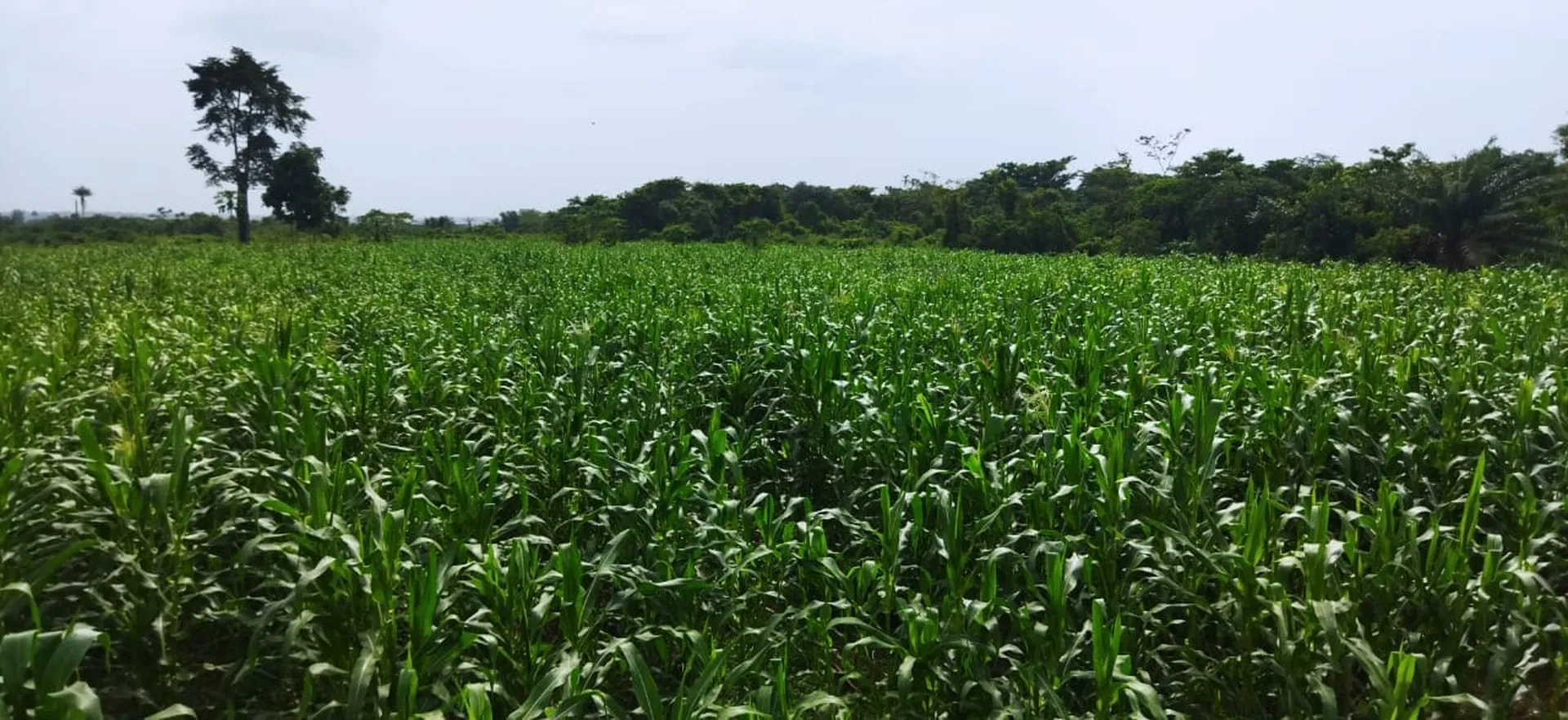 Investor reviewing crops with farm manager